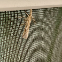 Neodactria luteolellus