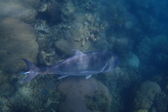 Caranx ignobilis