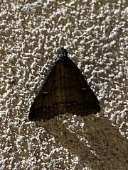 Tetanolita mynesalis