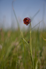 Fritillaria meleagroides