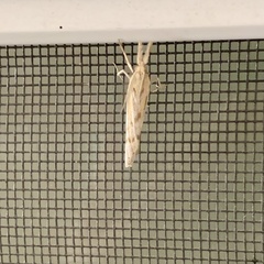 Neodactria luteolellus