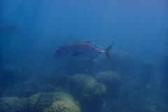 Caranx ignobilis