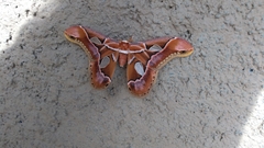 Rothschildia arethusa