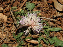 Centaurea raphanina