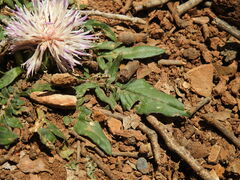 Centaurea raphanina