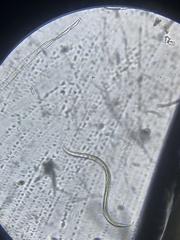 Nematoda