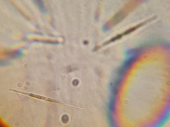 Monoraphidium griffithii