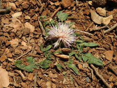 Centaurea raphanina