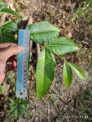 Dysoxylum