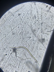 Nematoda