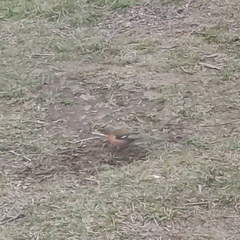 Fringilla coelebs gengleri