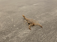 Paravaejovis confusus