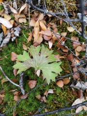 Petasites frigidus palmatus