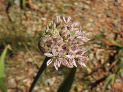 Allium nigrum