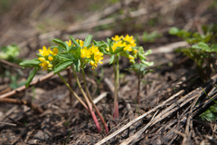 Gymnospermium altaicum