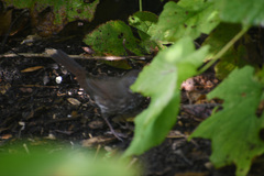 Passerella iliaca