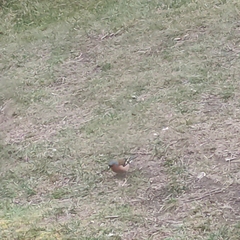 Fringilla coelebs gengleri