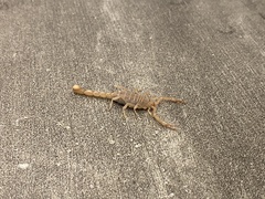 Paravaejovis confusus