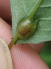 Neolasioptera impatientifolia