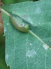 Neolasioptera impatientifolia