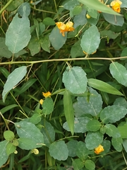 Neolasioptera impatientifolia