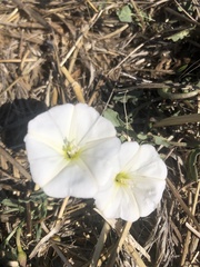 Calystegia subacaulis