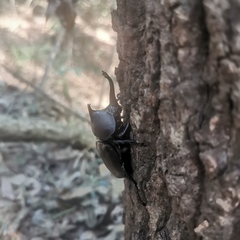 Trypoxylus dichotomus