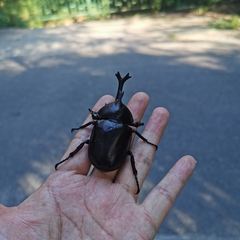 Trypoxylus dichotomus