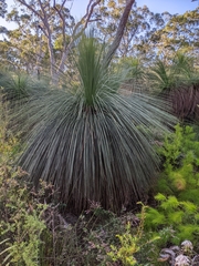 Xanthorrhoea