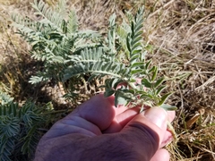 Astragalus drummondii