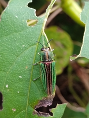 Agaeocera gigas