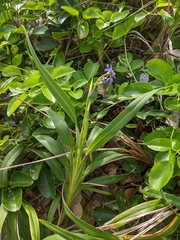 Dianella congesta