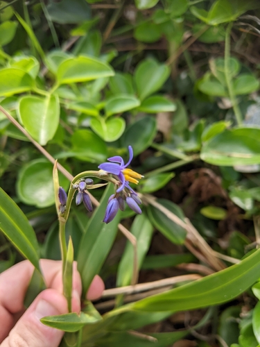 Image of Dianella congesta by (c) Louis Backstrom, some rights reserved (CC BY)