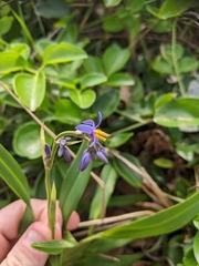 Dianella congesta