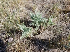 Astragalus drummondii