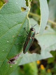 Agaeocera gigas