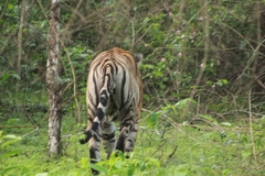 Panthera tigris tigris