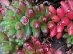 Sedum × rubrotinctum