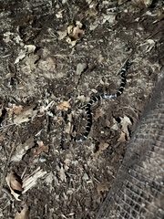 Lampropeltis californiae