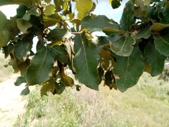 Quercus laurina
