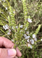 Aspalathus laricifolia