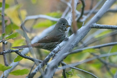 Passerella iliaca