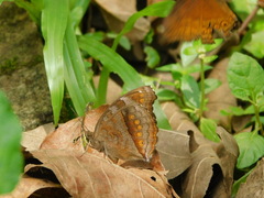 Junonia hedonia