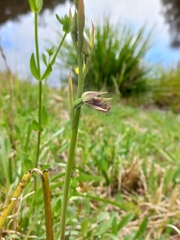 Calochilus robertsonii