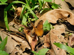 Junonia hedonia