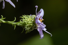 Symphyotrichum anomalum