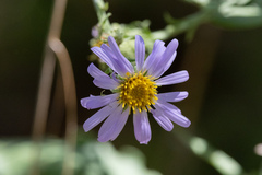 Symphyotrichum anomalum