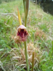 Calochilus robertsonii