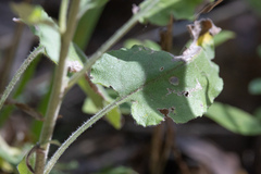 Symphyotrichum anomalum