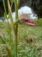 Calochilus robertsonii